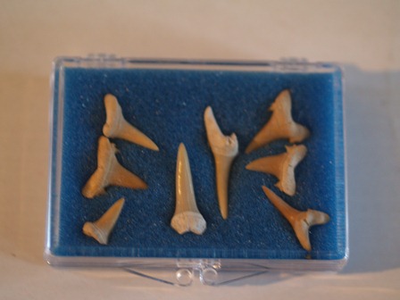 Fossil Sharks Teeth - Click Image to Close